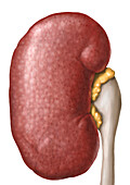 Kidney in hypertension, illustration