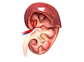 Kidney anatomy, illustration