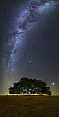 Andromeda Galaxy over a tree, Portugal