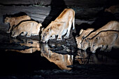 Lions drinking water at night