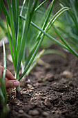 Hand harvesting green onions in garden