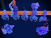 G protein-coupled receptors, molecular model