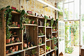 Succulent plants and flowerpots on display in flower shop
