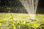 Sprinkler watering green plants in sunny summer garden