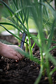 Woman placing label for a garlic plant growing in garden