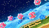 Microviruses at a bacterial cell wall, illustration