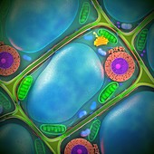 Plant cell structure, illustration