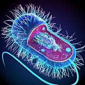 Prokaryotic cell structure, illustration