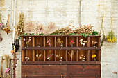 Dried flowers on display in wooden cabinet in shop