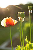 Red poppy flower growing in sunny garden