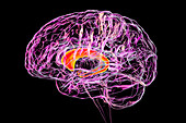 Caudate nuclei highlighted in the human brain, illustration