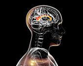 Human brain with highlighted corpus callosum, illustration