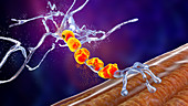 Degradation of motor neurons, illustration