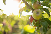 Apples growing on branch in sunny orchard