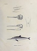 La Plata dolphin, illustration