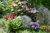 Early summer bed of rhododendron, Japanese azalea, ostrich fern, heucheras and boulders at the end of May