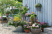 Summer terrace: Zinc tub with lavender, catmint, golden marigolds, sage and southern wormwood, pots and basket with basil, petunias 'Sugar Candy', ornamental basket, carnations, thyme, strawberry plant and blue felicia.