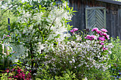 Early summer garden with white fringetree, lady's mantle, slender deutzia, peonies and Japanese azalea