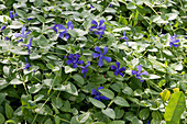Blue flowering periwinkle