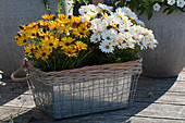 Cape daisy Summersmile 'Orange' and 'Cream' in basket