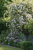 Ramblingr rose 'Venusta Pendula' in a border with catmint, bellflowers and primrose