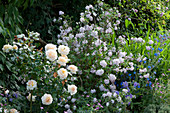 Beet mit Polyantharose 'Lions Rose', Rosendeutzie 'Mont Rose', Storchschnabel und Ochsenzungen