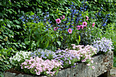 Bepflanzter Steintrog mit Dahlien Mystic 'Dreamer', Ziersalbei Rockin 'True Blue', Petunie Mini Vista 'Pink Star' 'Violet Star' und Sternenblume