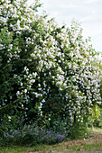 Single-flowering rambling rose 'Venusta Pendula' and catmint