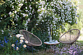 Sitzplatz vor blühender Ramblerrose 'Venusta Pendula' mit Beistelltisch, Rose 'Lions Rose' und Ziersalbei Rockin 'True Blue'