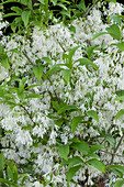 White flowers on white fringe tree