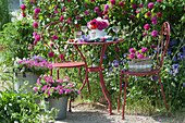 Kleine Sitzgruppe vor Rose 'Vivid', Rosenstrauß auf dem Tisch, Korb mit Rosen auf dem Stuhl, Kübel mit Petunien