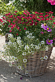 Basket planted with Dianthus 'Merci Fleuri', sweet alyssum 'Primavera Princess' and cosmea