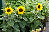 Sonnenblumen im Beet