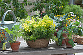 KräuterLust™ TrioMio oregano potpourri planted in a basket and kohlrabi plants in terracotta pots
