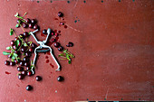 Freshly harvested cherries with a cherry pitter on red-brown surface