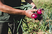 Bauer hält frisch geerntete rote Zwiebeln in der Hand
