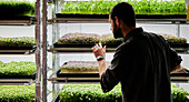 Man tending trays of micrgreen seedlings growing in urban farm