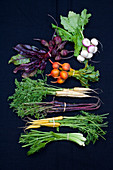 Young fennel, carrots, beets and turnips