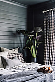 Double bed with pillows and dog, next to it indoor plant and checkered curtain in bedroom with dark walls