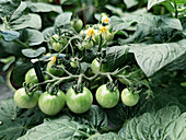 Cherry tomatoes on the plant