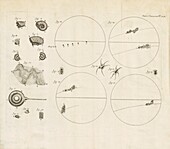 Sunspots and ammonite fossil studies, 1705
