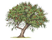 Apple (Malus domestica) tree, illustration
