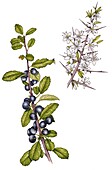 Blackthorn sloe (Prunus spinosa), illustration