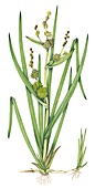 Branched bur-reed (Sparganium erectum), illustration