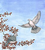 Collared dove pair on copper beech tree, illustration