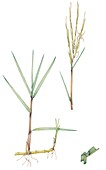 Common cordgrass (Spartina anglica), illustration