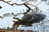 Marsh crocodiles mating