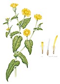 Common fleabane (Pulicaria dysenterica), illustration