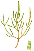 Common glasswort (Salicornia europaea), illustration