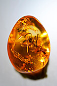 Insect trapped in amber